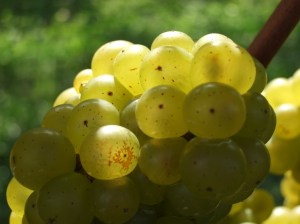 Sun-lit grapes