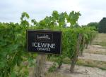 inniskillin_wine_grapes