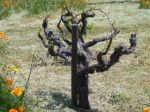 Ridge Vineyards 60 years old&nbsp;vine