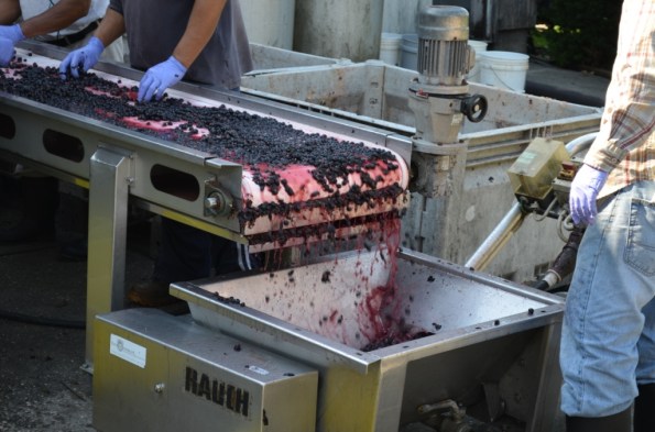 DSC_0010 Sorting of Merlot grapes