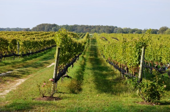 DSC_0012 At Paumanok winery