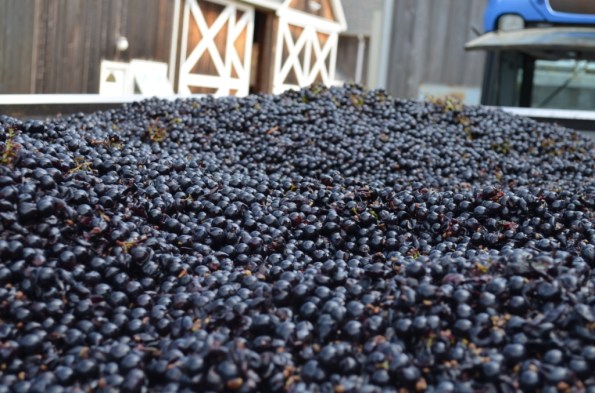 DSC_0962 Merlot Grapes