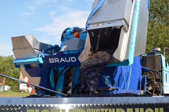 DSC_0994 grapes offloaded