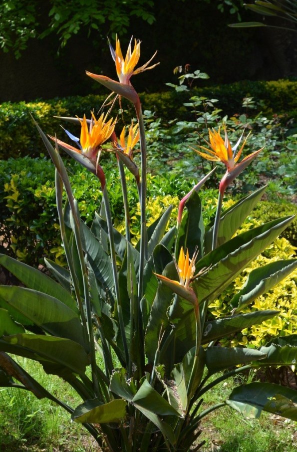 I'm sure you knew that I will not leave you without flowers