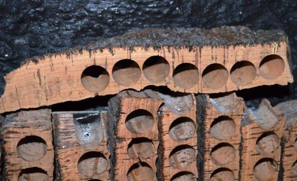 Do you remember where the cork tree grows? Yes, in Portugal!
