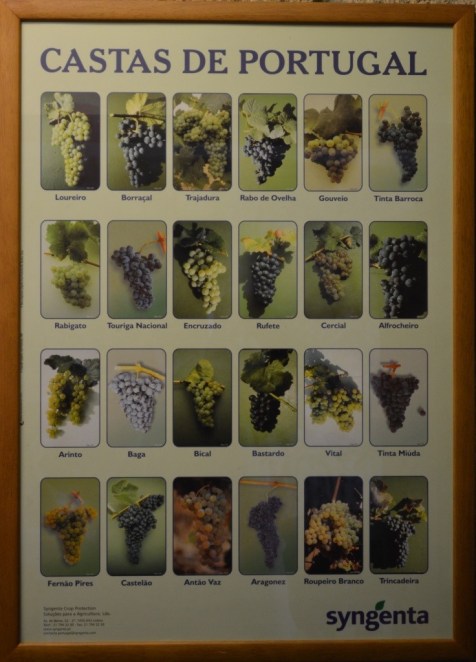 Portuguese Grape Varieties