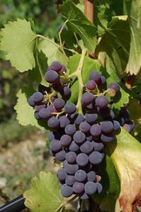Grenache_Noir Wikipedia