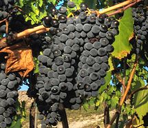 Sangiovese grapes close up from Wikipedia