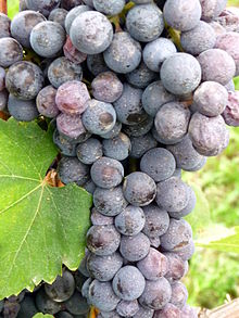 Nebbiolo grapes, picture from Wikipedia