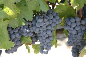 Malbec grapes, picture from Wikipedia