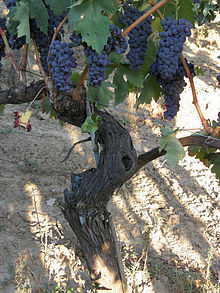 Tempranillo grapes as captured in Wikipedia