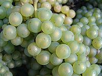 Chardonnay grapes after harvest, as presented in Wikipedia