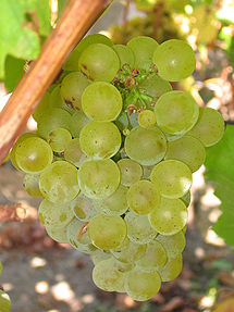 Sauvignon Blanc grapes, as presented in Wikipedia