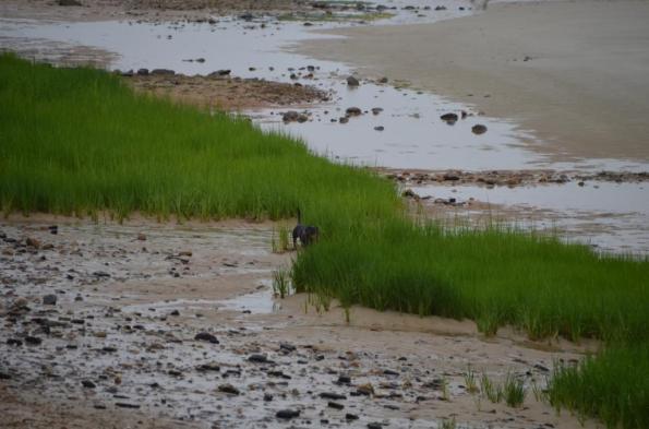 cape cod beach DSC_0771