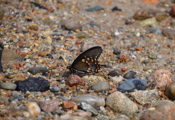 cape code butterfly DSC_0103