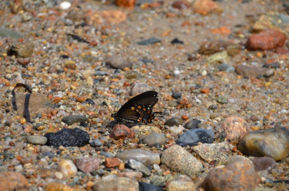 Butterfly on the sand...