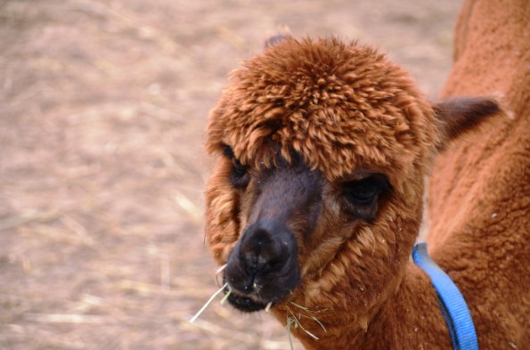 Curious Alpaca