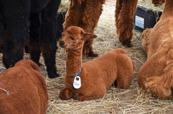 Baby Alpaca