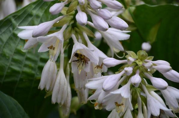 flowers and bee at work DSC_0753