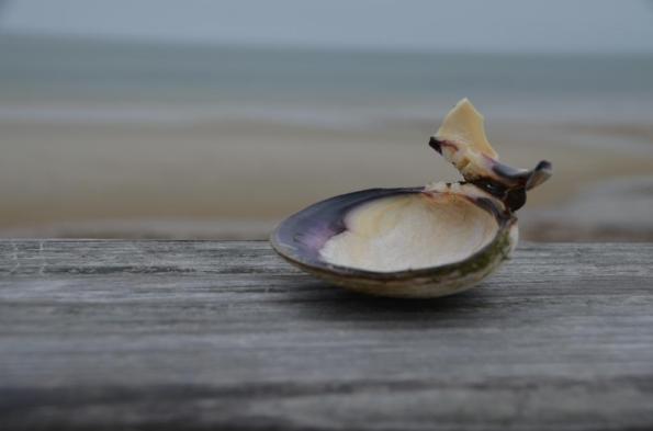 seashell DSC_0839