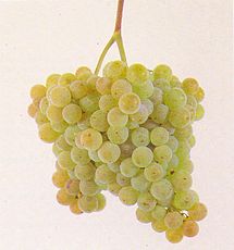 Albariño grapes, as shown in Wikipedia