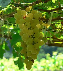 Chenin Blanc grapes, as pictured in Wikipedia