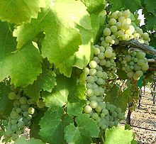 California Viognier grapes, as shown in Wilipedia