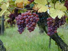 Gewurztraminer grapes, as shown in Wkikipedia
