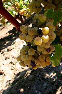 Sémillon grapes affected by noble rot, as shown in Wikipedia
