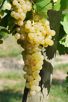 Ugni Blanc grapes, as shown in Wikipedia