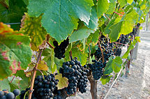 Petit Verdot, as shown in Wikipedia