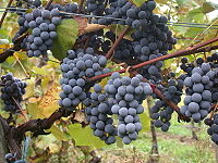 Gamay grapes Source: Wikipedia