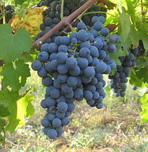 Carménère grapes. Source: Wikipedia
