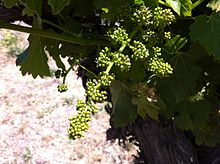 Petite Sirah in Bloom. Source: Wikipedia