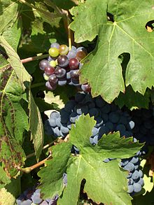 Cinsault Grapes. Source: Wikipedia