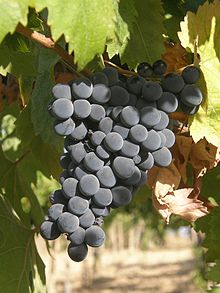 Montepulciano grapes Source: Wikipedia