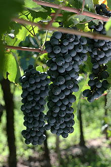 Bonarda Grapes, Source: Wikipedia