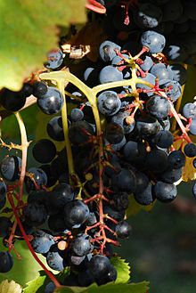 Tannat Grapes. Source: Wikipedia
