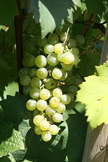 Grüner Veltliner Grapes