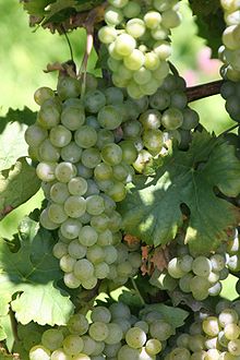 Müller-Thurgau grapes