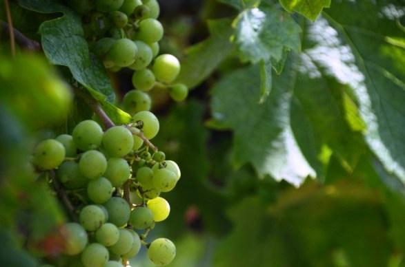 Newport Vineyards Grapes Ripening