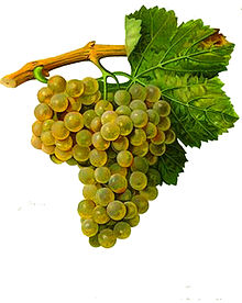 220px-Maccabeo_blanc