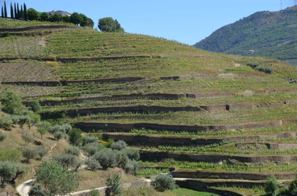 Douro Vineyards