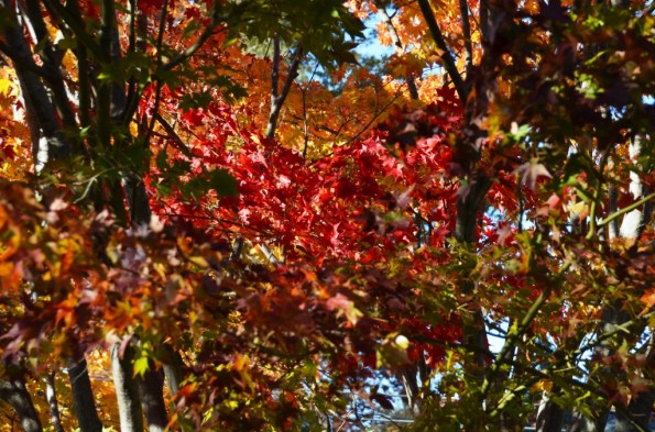 New England Fall Colors