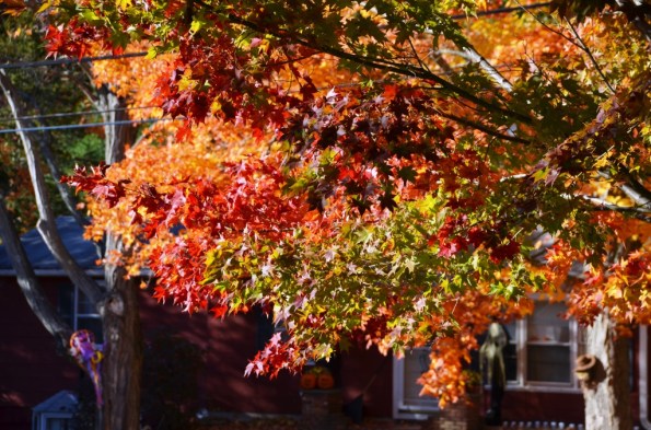 New England Fall Colors