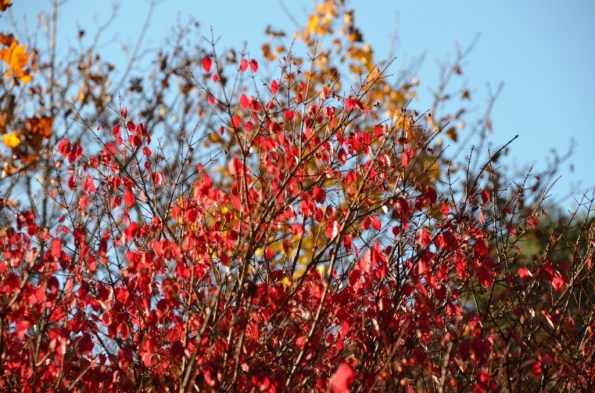New England Fall Colors