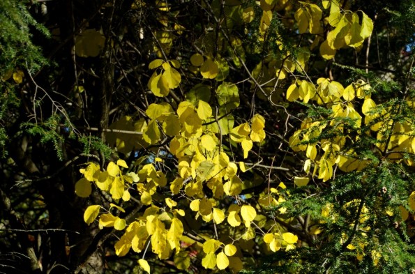 New England Fall Colors