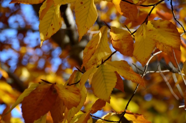 New England Fall Colors