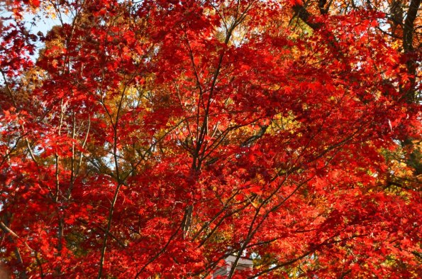 New England Fall Colors