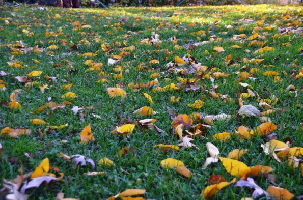 New England Fall Colors